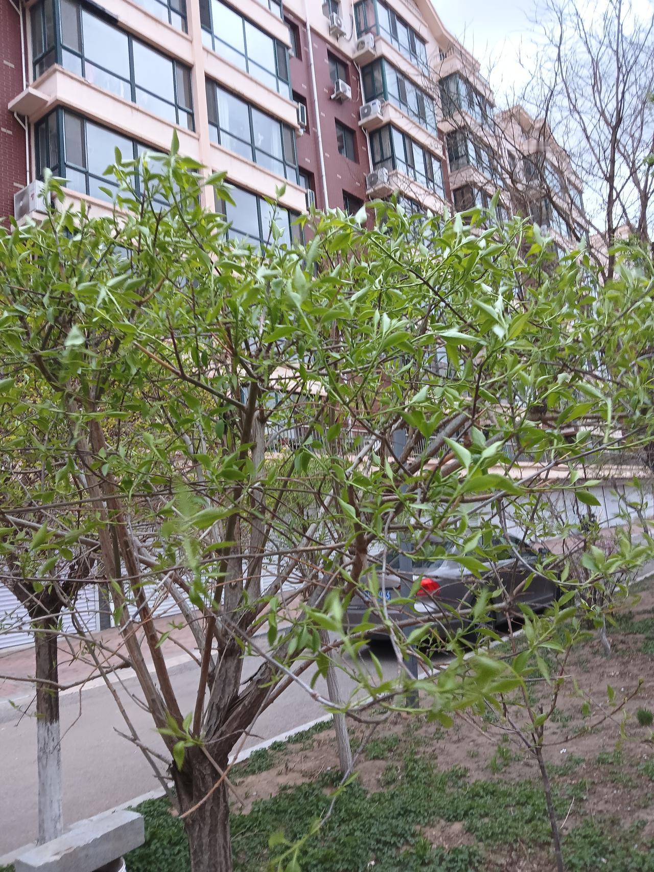 绿意盎然的树丛，静谧的住宅区，生活的宁静与美好。🌿🏡🍃