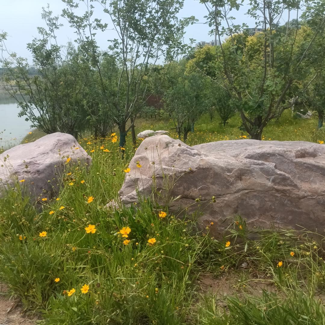，什么花都行