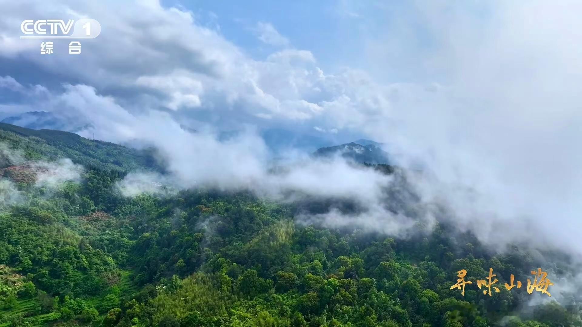 第一次知道老家特产有多牛颜值赛道也让小鸭子闯进来了 谁懂！连城白鹜鸭颜值直接戳中