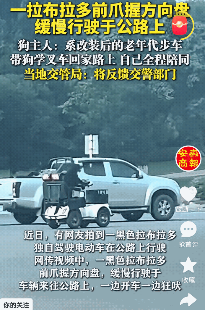 真开眼了！近日，有网友拍到，在车来车往的大马路上，竟有一条拉布拉多小狗驾驶着电动