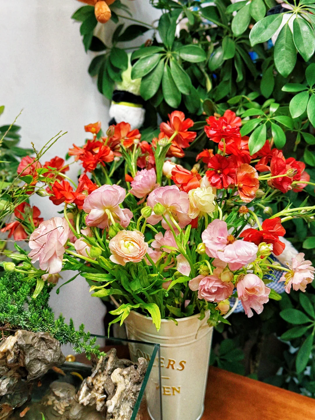 上帝打翻了调色盘 于是人间有了洋牡丹