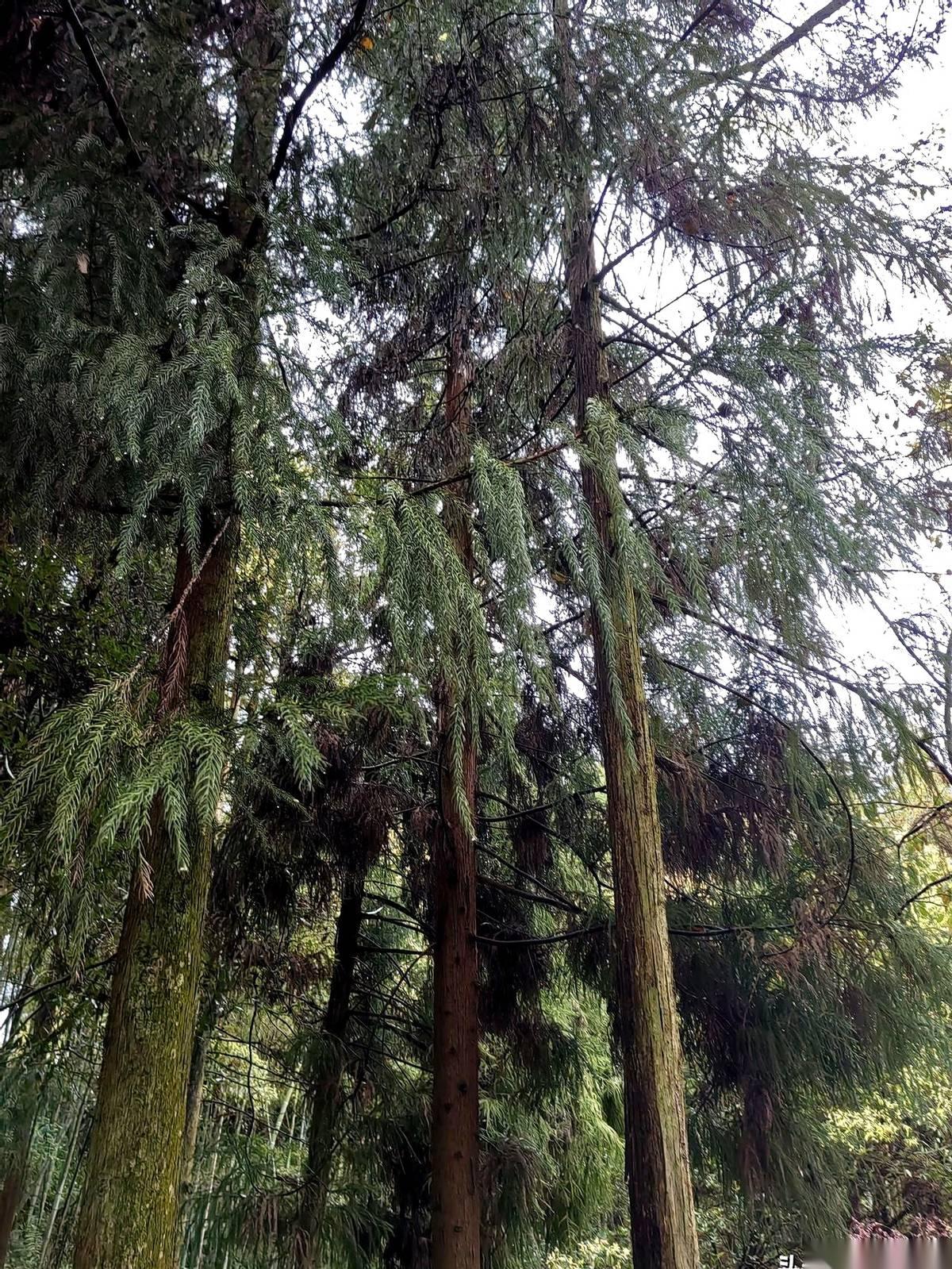 妹妹穿小了的内衣，小姑子买错码的内裤，一股脑全塞我这儿。身上这套我穿了整整7年，