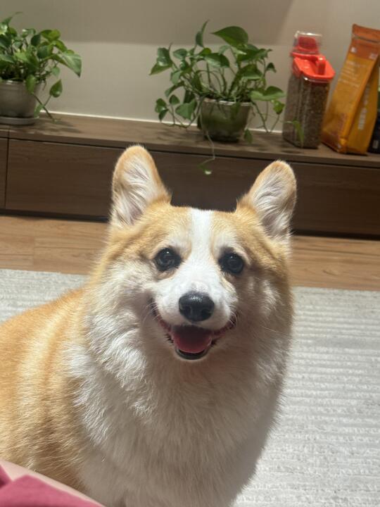 左滑看小狗变脸