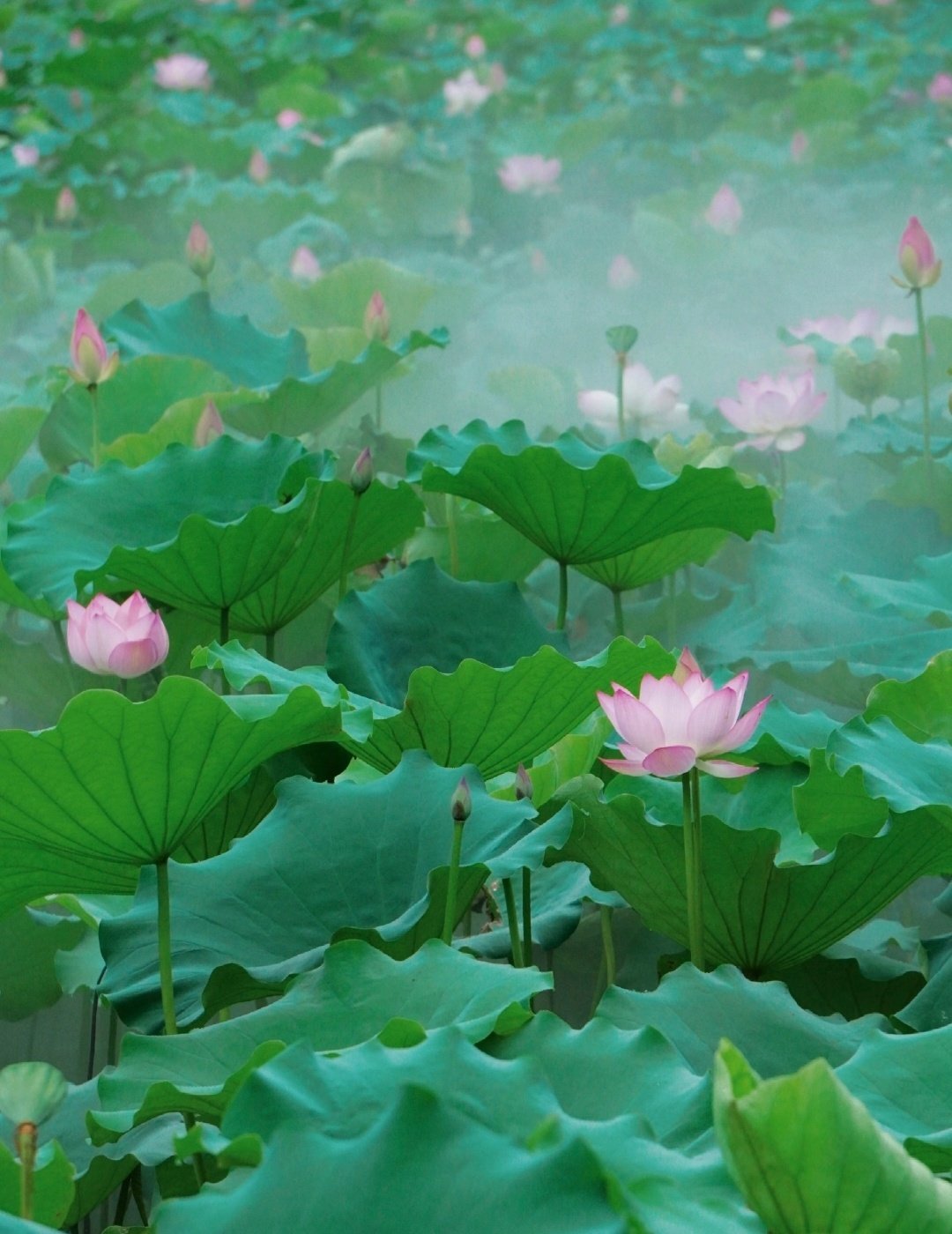 “一苦一甜是生活，一朝一夕是日子慢也好，步子小也好，往前走就是好”  