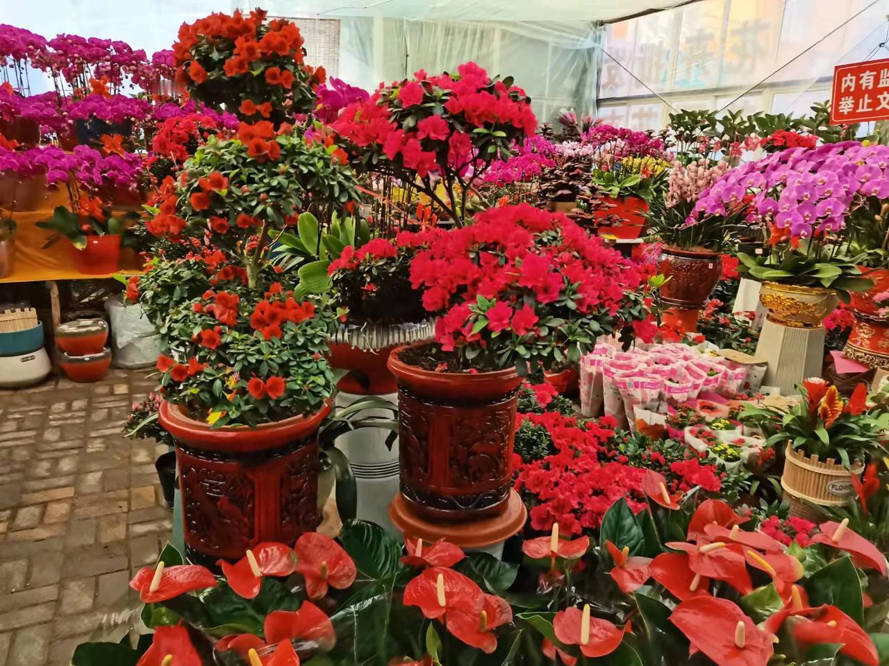 早上看花🌸美丽心情❤️