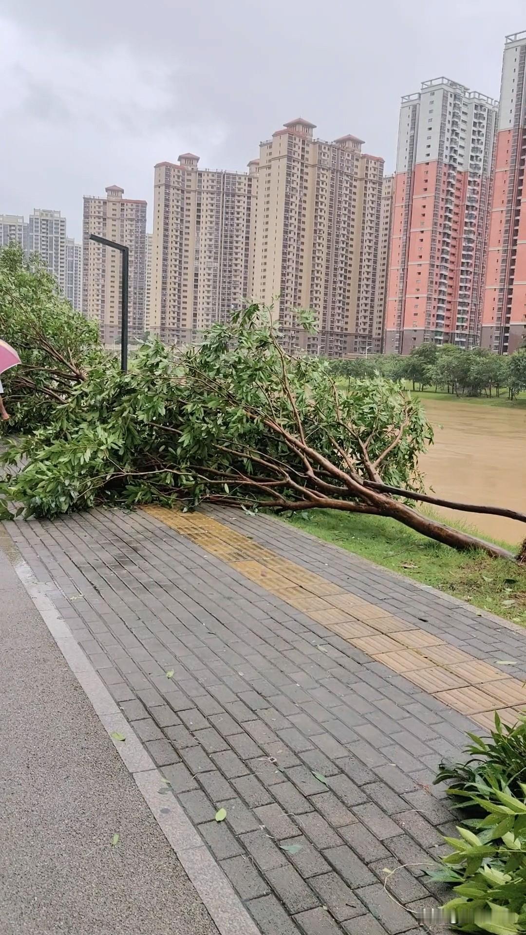 今天是很特别的一天，半夜台风登“红霞”陆惠州，整晚吹得楼栋和窗户吱吱响，一大早起
