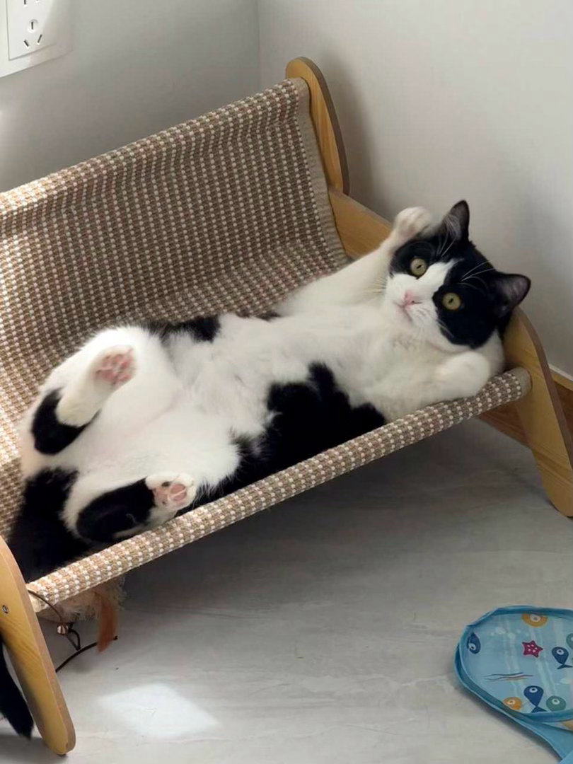 打架不总是很值得，掏掏则总是值得一试。daily奶牛猫 （投稿：） 