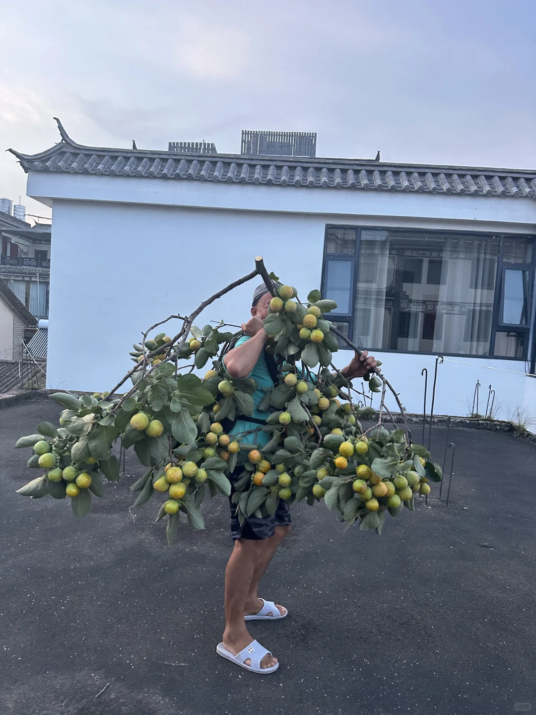 快来我院子摘柿子（免费送）