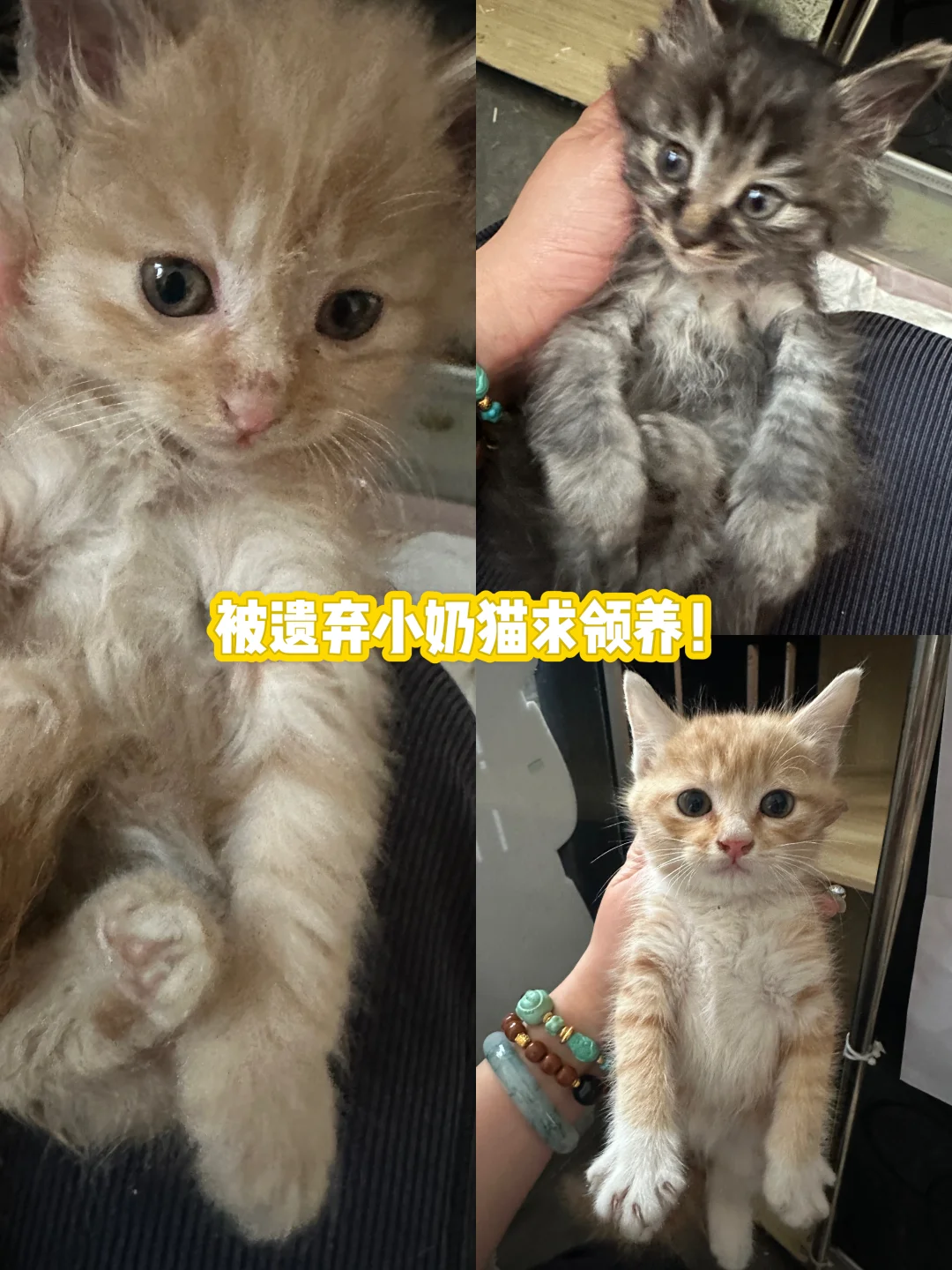 可怜又可爱，求帮忙找个领养吧🫶🏻