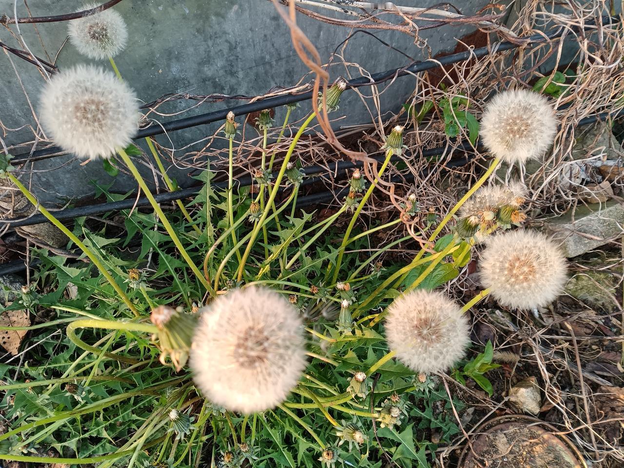 分享一张你手机相册里的一种绿植蒲公英撑开温柔的伞，在风里，写满自由的诗行。