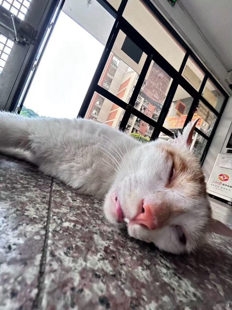 50833【丑猫】投稿惊天泣泣鬼神的睡颜照 