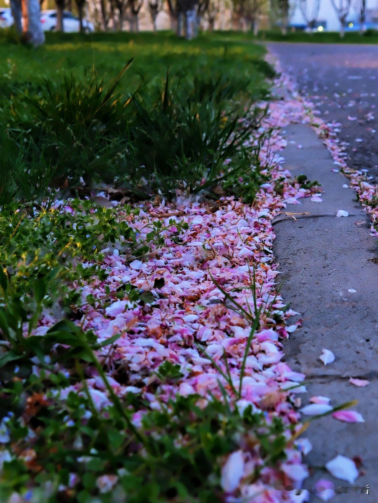 连续的阴雨。
伏案多了，又颈肩痛，头脑也闷闷的只想睡。中午下班后先打理月季，让身