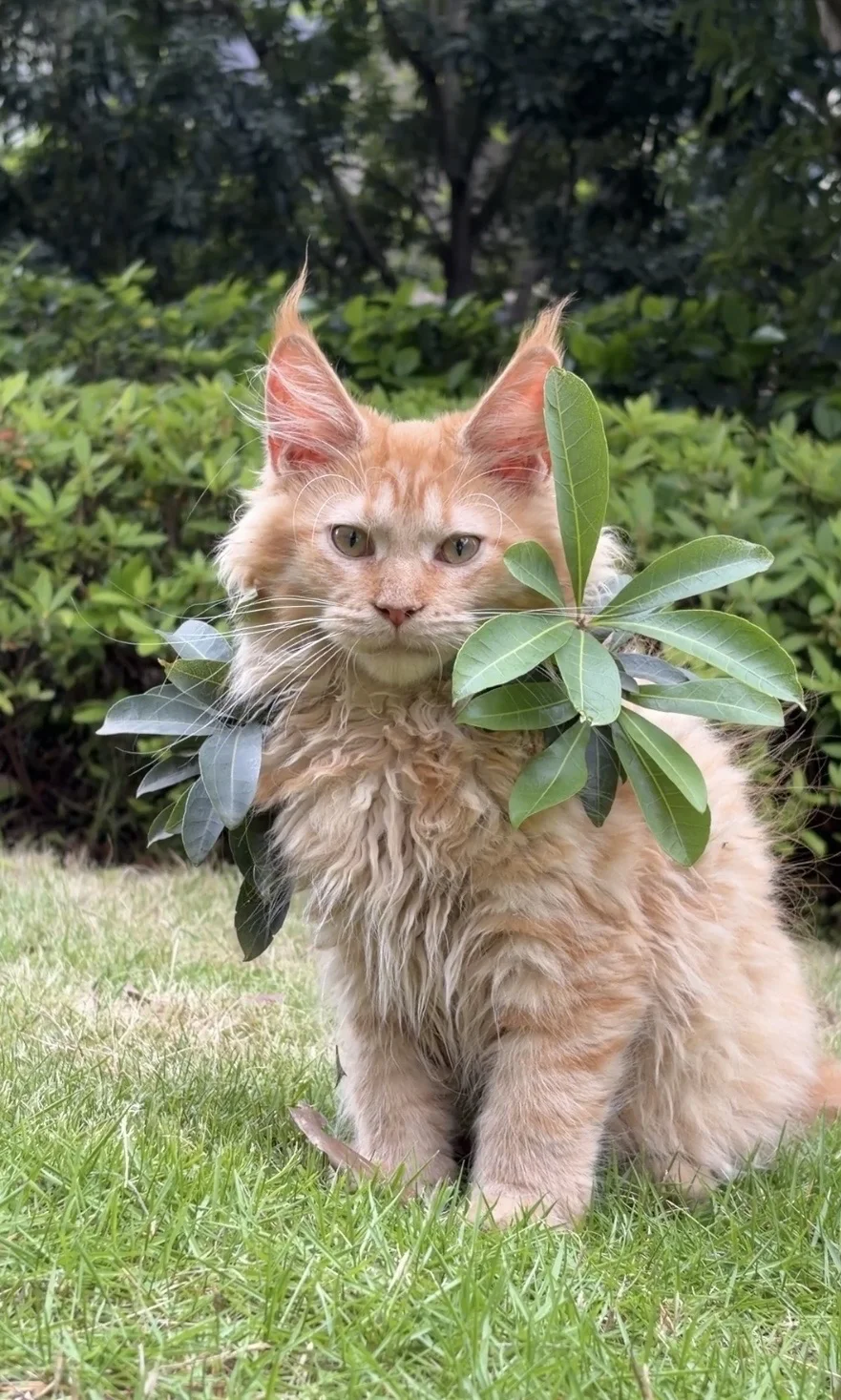 发现一只野生缅因猫
