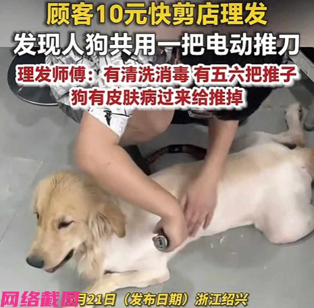 浙江诸暨有家十元快剪店，店员竟然用给人的理发电动推刀在给狗狗剃毛，有人提出异议后