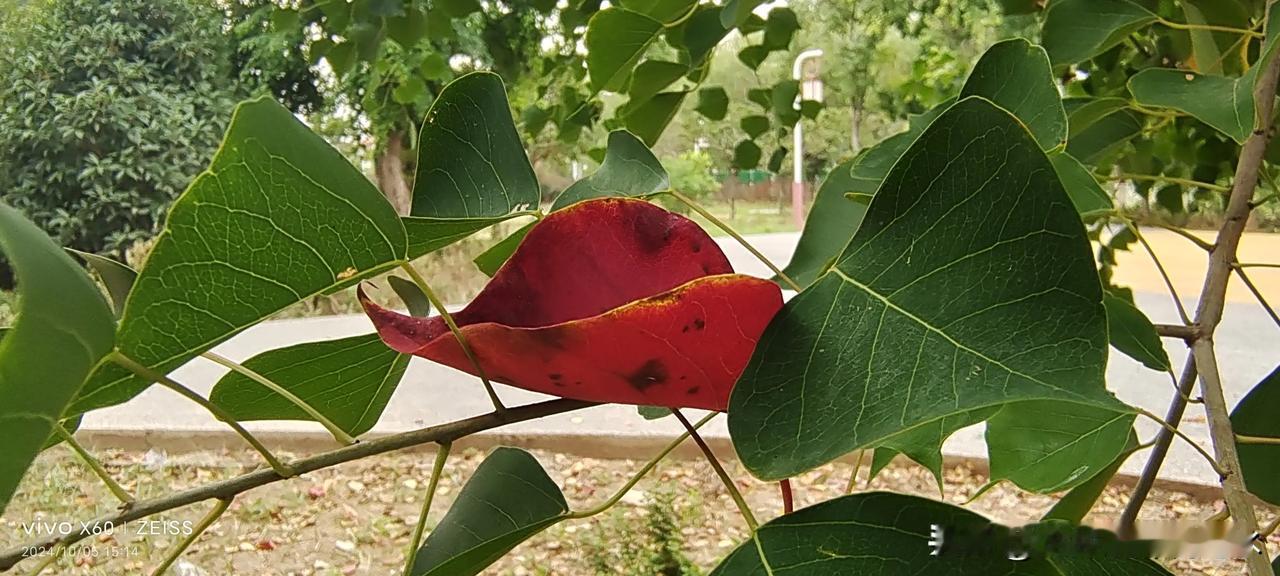 #随手拍张树叶#乌桕