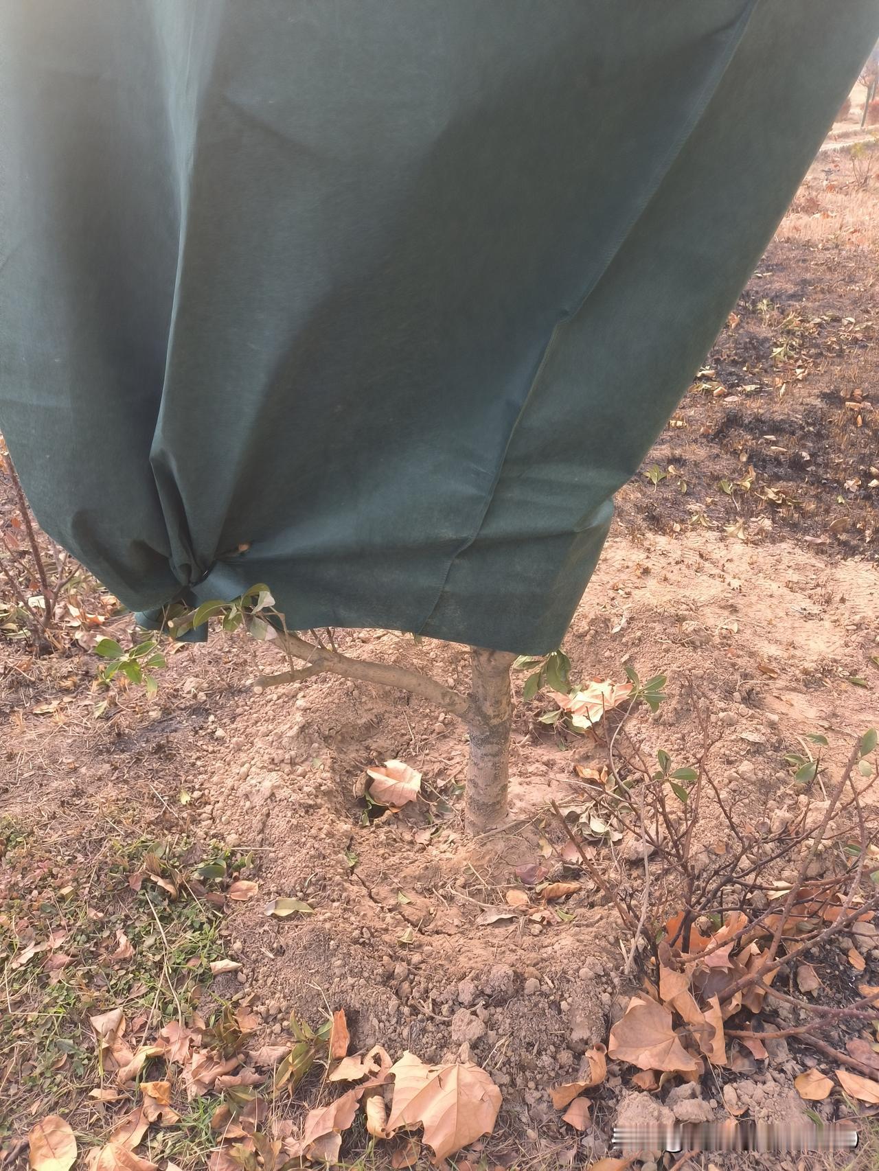 公园新栽的桂花树，这保暖工作做得也太糊弄了吧！
你看那那防寒罩就松松垮垮套在树头