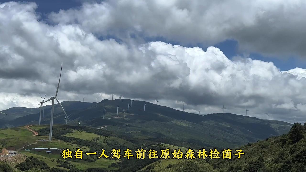 🍄独自探险原始森林，满载而归的采蘑菇经历

1️⃣听说有人来找我的菌窝，我急匆