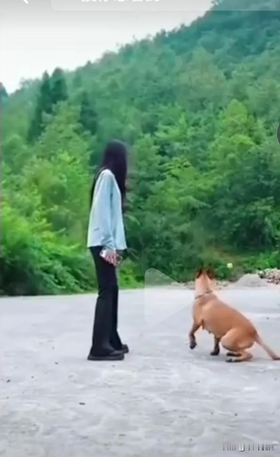女主人要去一个很远很运的地方，不忍心正面丢下狗狗，抛出一个球叫它捡回来，一直听话