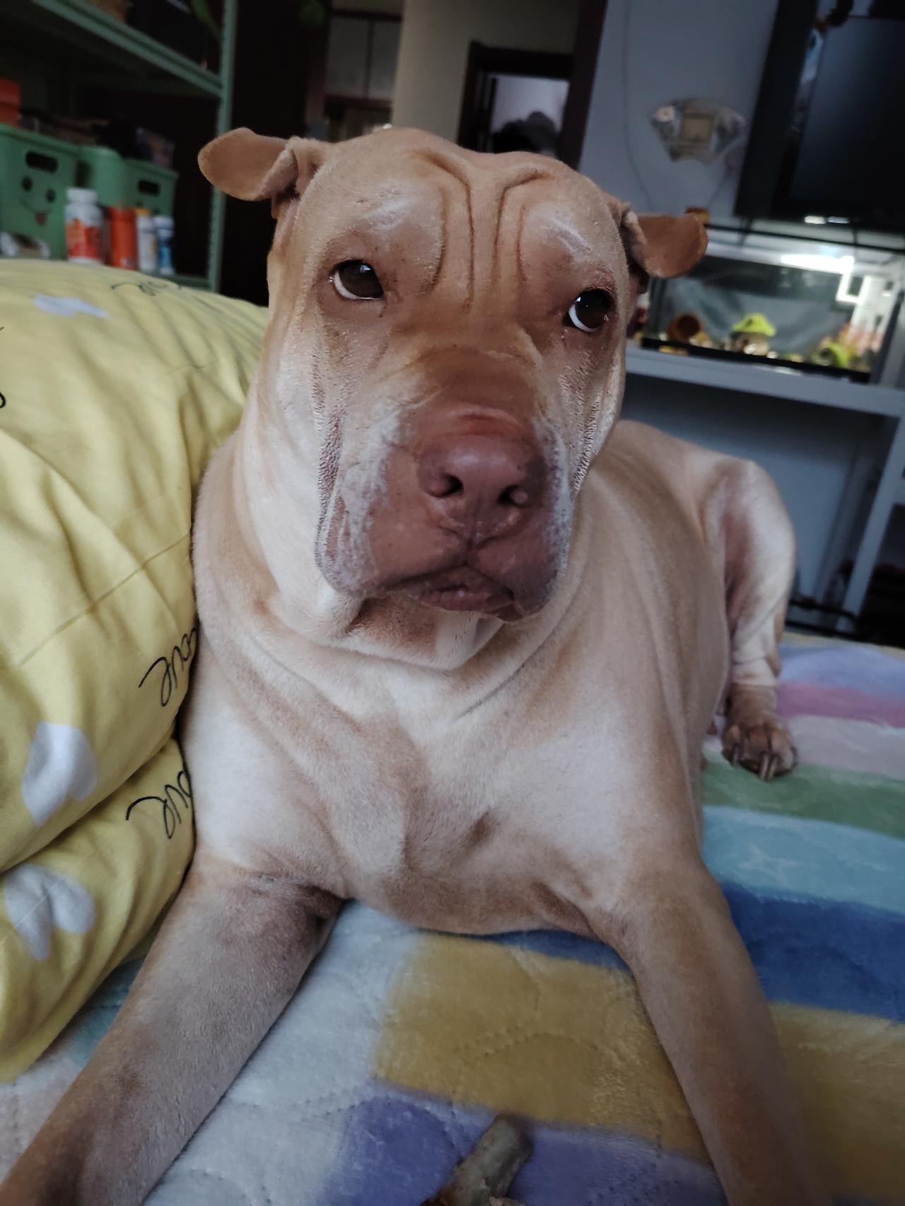 你能分享一张狗或小狗的可爱照片吗