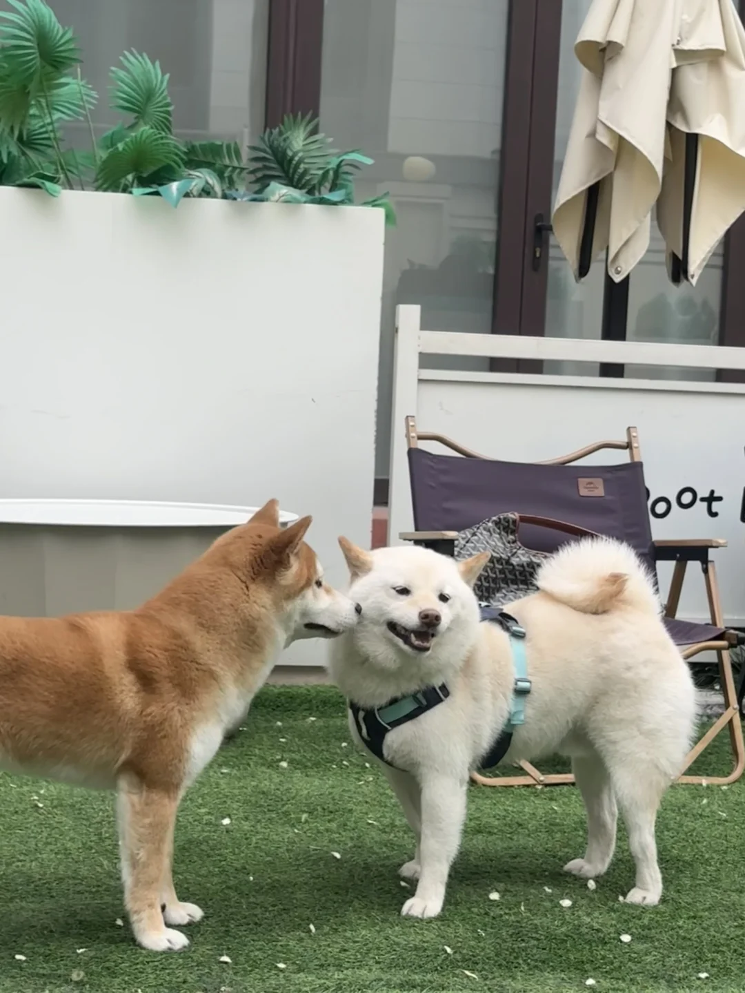 寡淡i狗的社交瞬间
