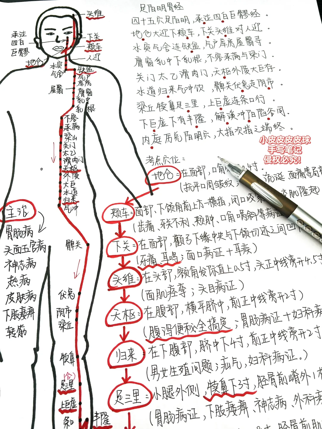 清明前可算把“足阳明胃经”学明白了！