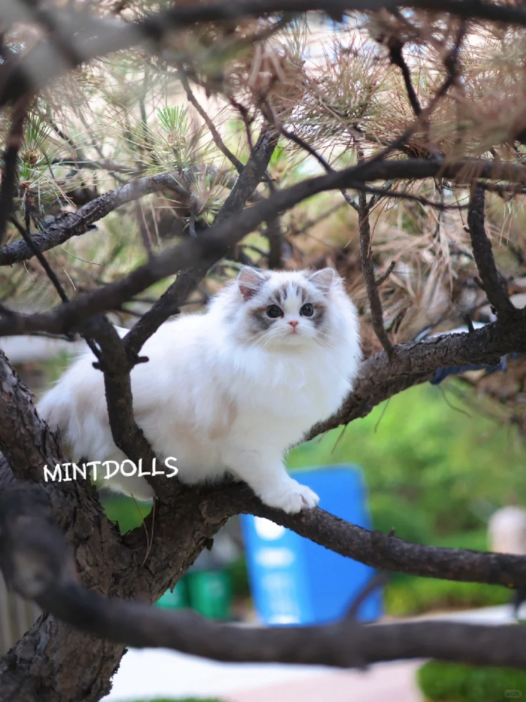 我的猫 上树啦🦥