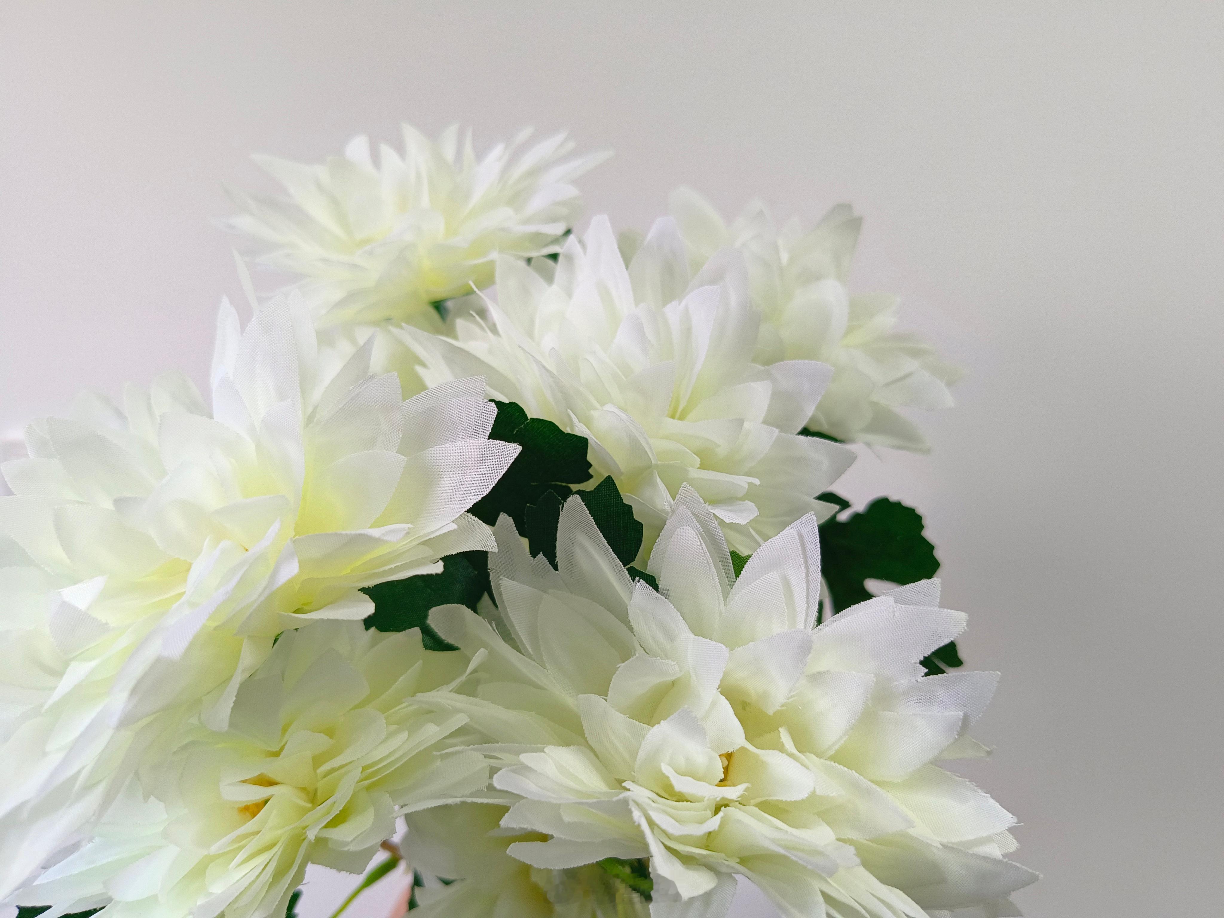舍友们说我买的昙花是菊花商家你给我个说法