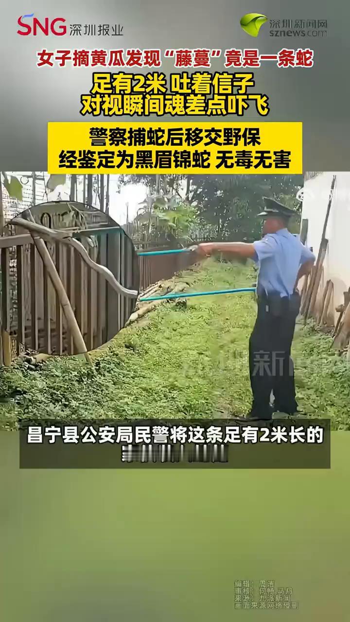 女子摘黄瓜发现"藤蔓"竟是一条蛇，足有2米吐着信子，对视瞬间魂差点吓飞。警察捕蛇