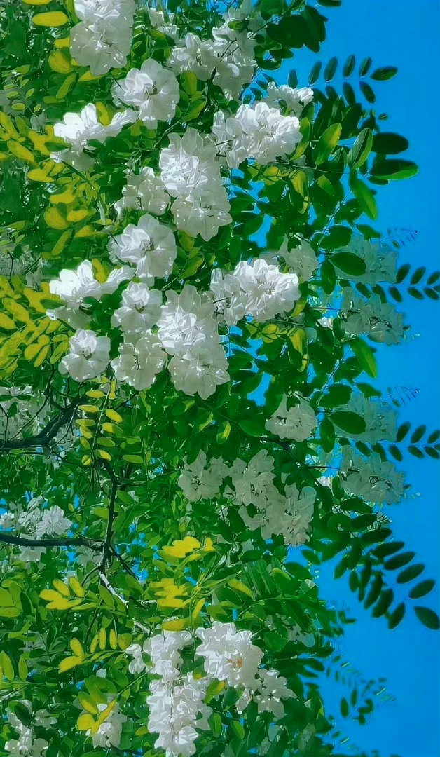 会看花的人，就会看云、看月、看星辰，并且在人世中的一切看到智慧。—— 林清玄 