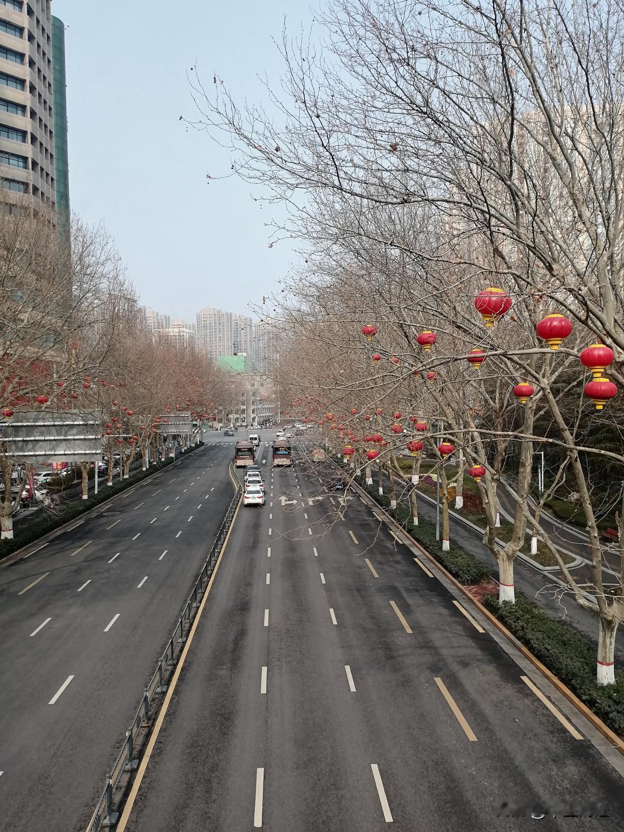 冬日生活打卡季梧桐树上挂红灯，春节的脚步！