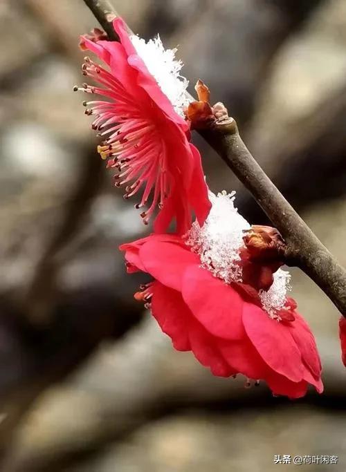 上联:雪落梅花俏;
        仄仄平平仄;
下联:风吹柳叶妍。
     