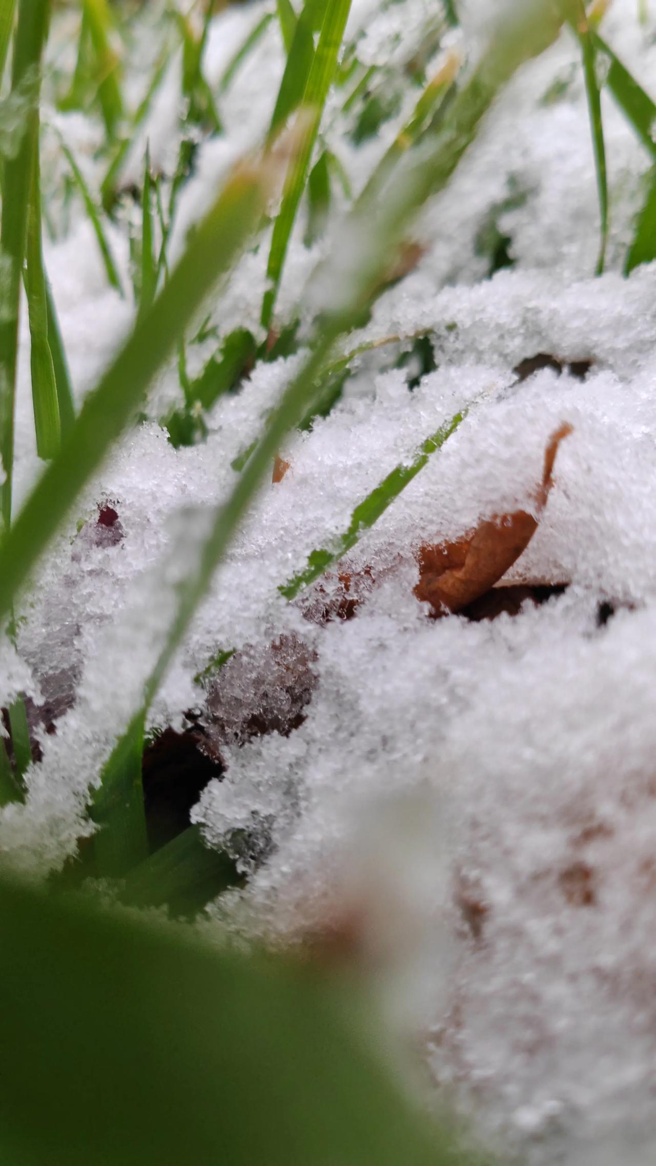 第一场雪给了我无尽的憧憬和向往，那宛如被风吹来的蒲公英，牵引我到那粉妆玉砌、银装