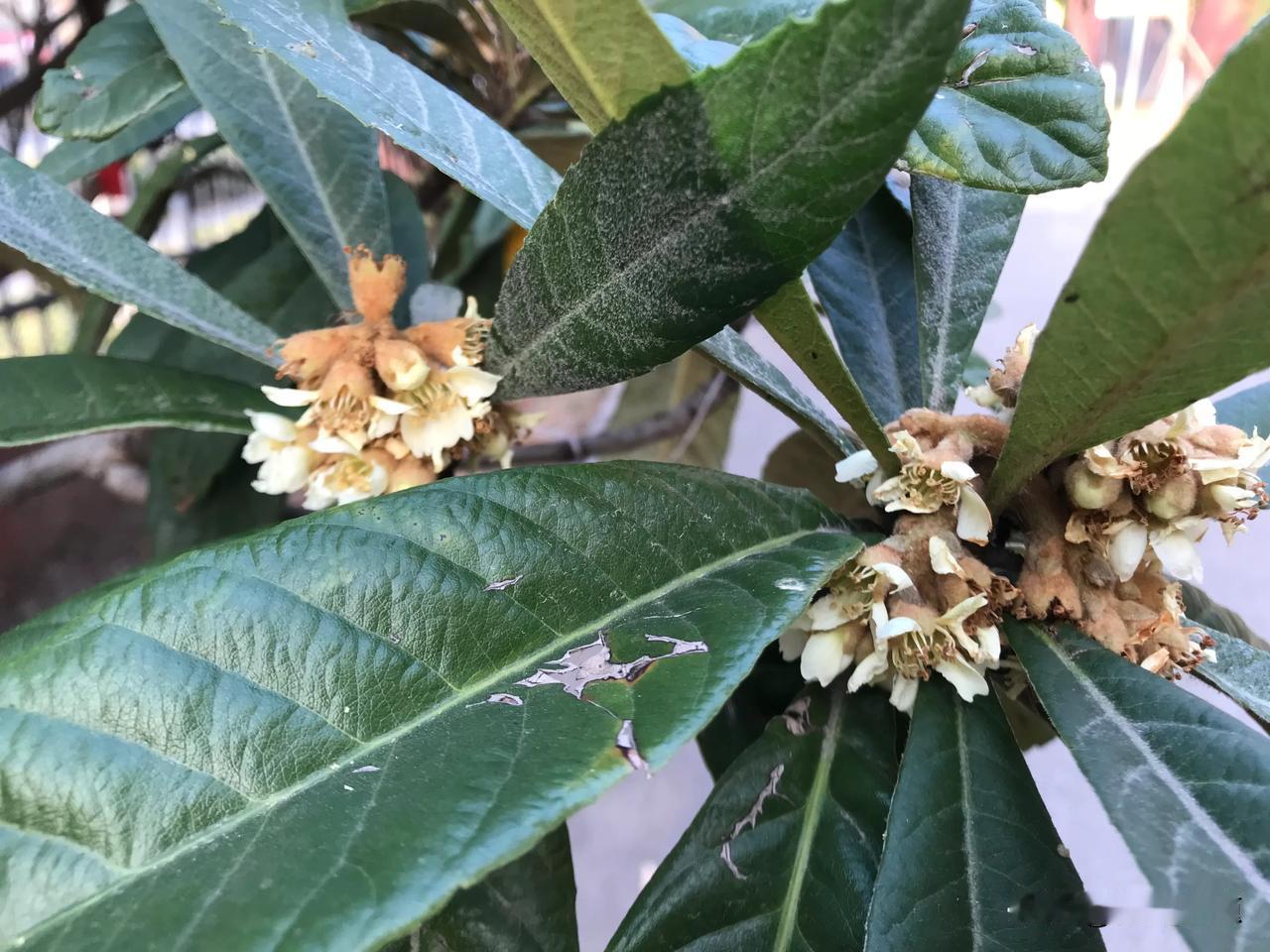 明天冬至，枇杷却开花了。这是怎么回事呢？