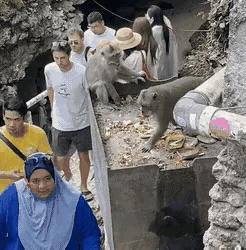 看淡定哥如何化解危机……
身穿黄色上衣，背着斜挎包的淡定哥去爬猴子山，手中拿着一