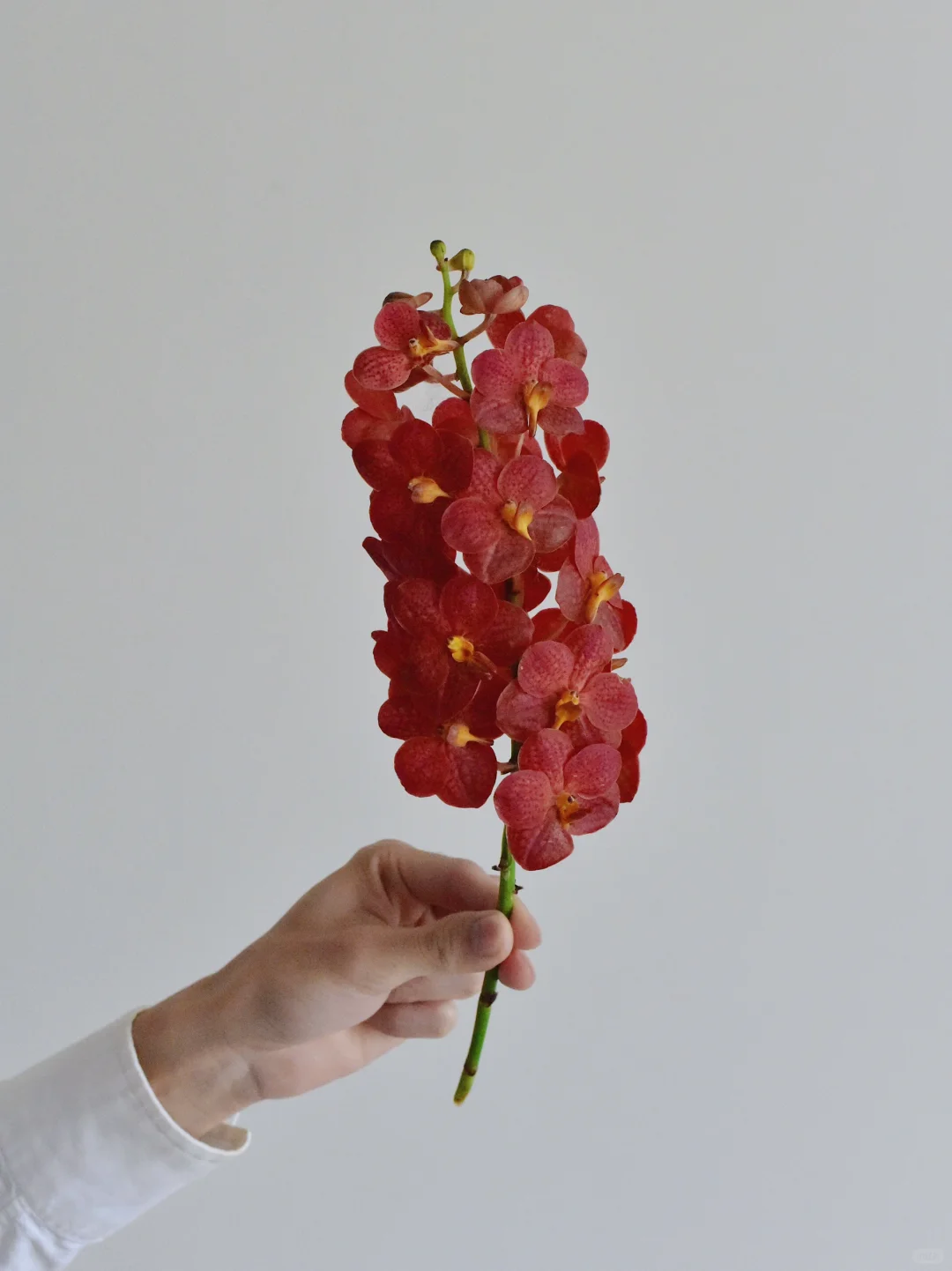 胡姬花·砖红