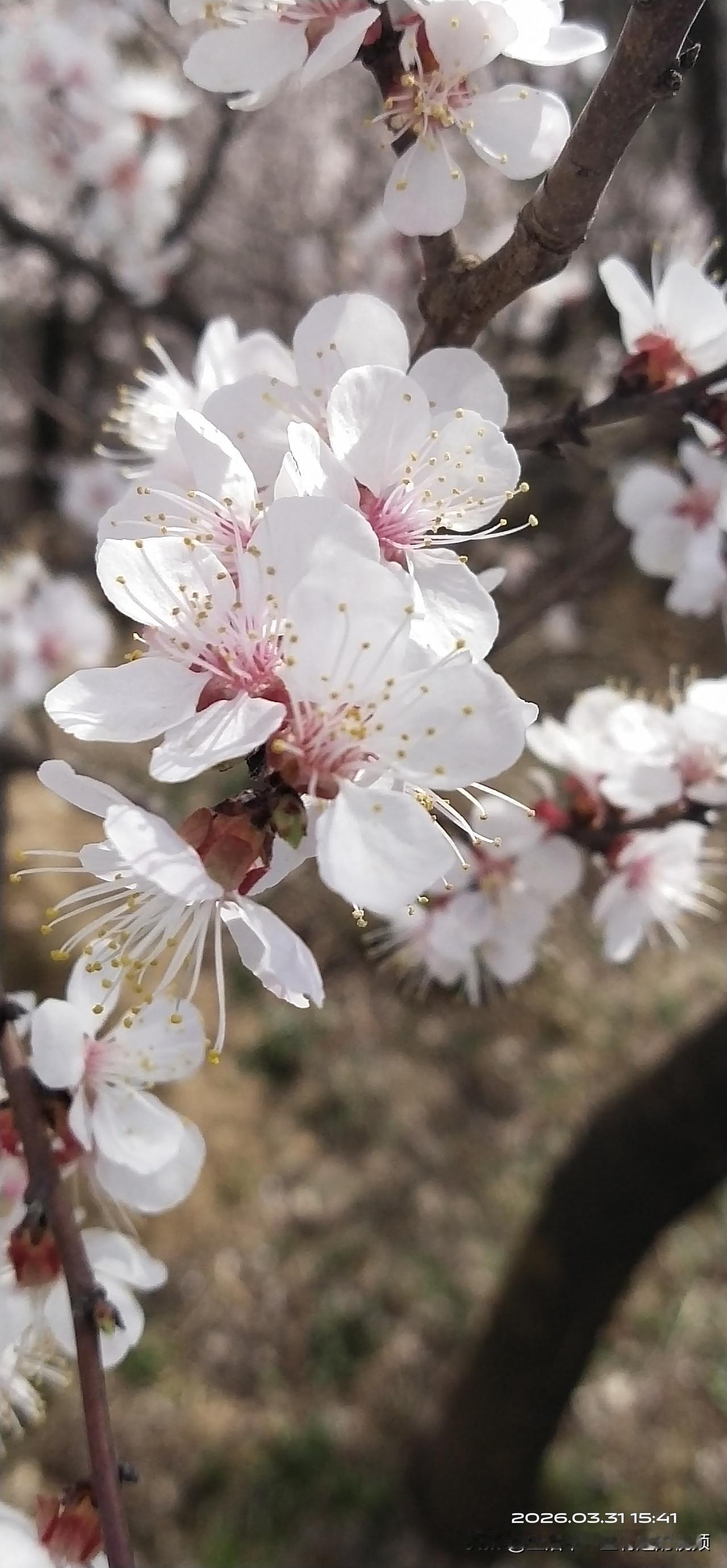 早上去散步，烟雾缭绕，空气清新，有时间还是需要多出去走走，接地气！散步公园风景