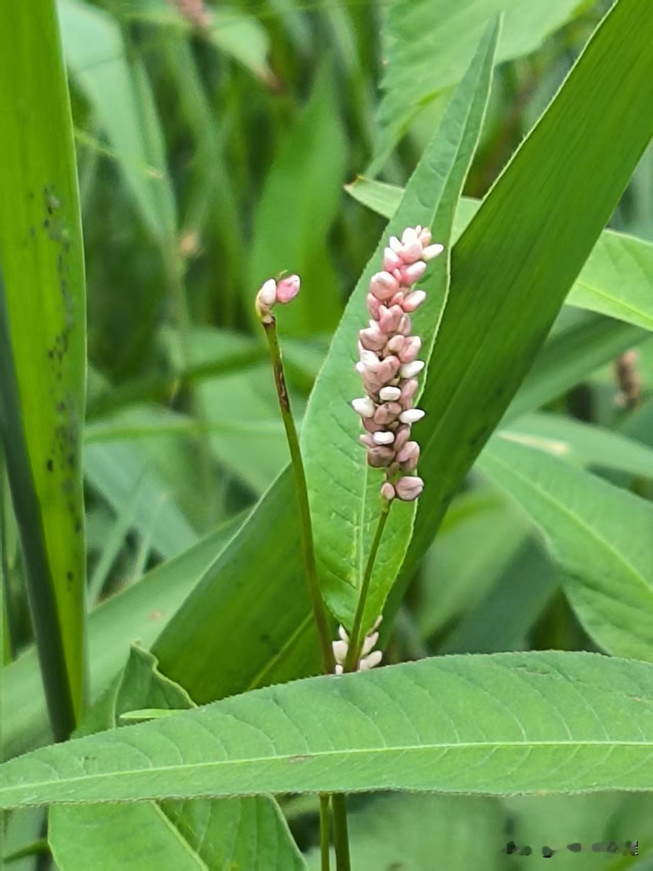 这种粉色小穗穗的植物，叫什么忘了！记得小时候经常看见，水边特别多，现在很少见到了