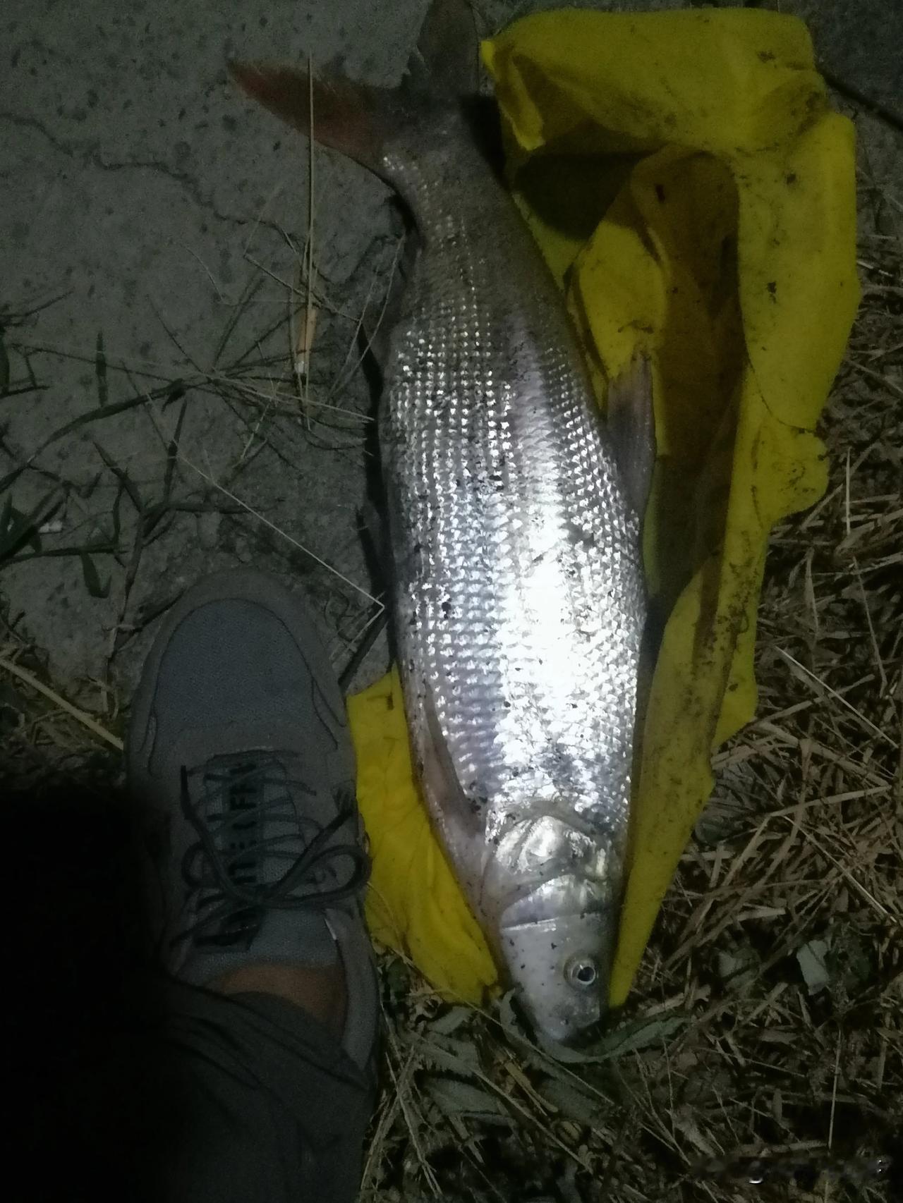 一晚上夜钓，就一口，五斤重的红尾，今天加菜