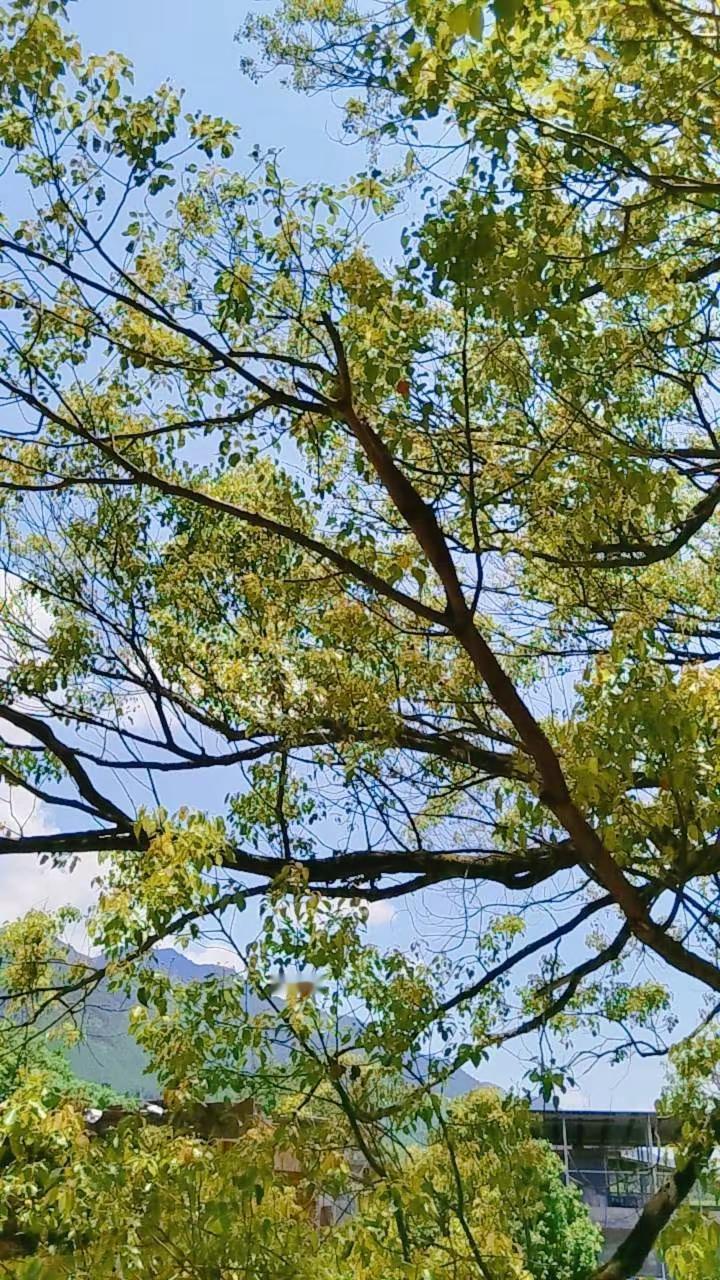 为了配这个音乐，匆忙回了趟村。