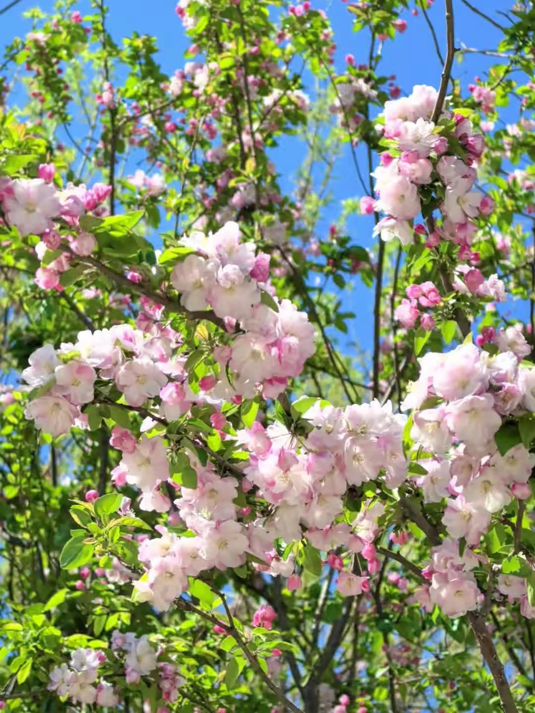 求助：有人知道这个花叫什么名字吗？ 交换夏天 拥抱春天的阳光