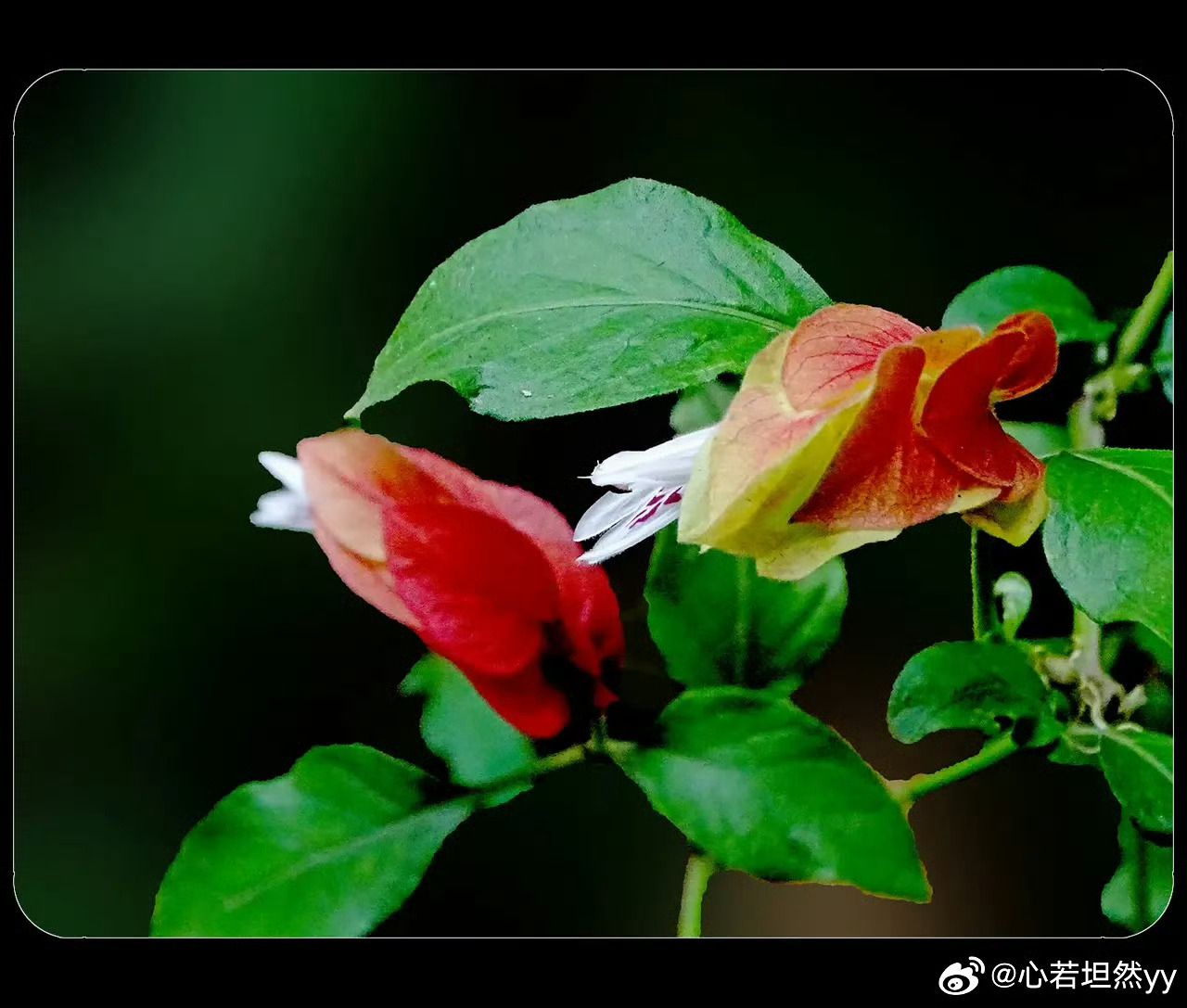 早安 “虾衣花，因其苞片重叠成串，似小虾…”虾衣花开，串串红苞，像小虾栖于绿叶间