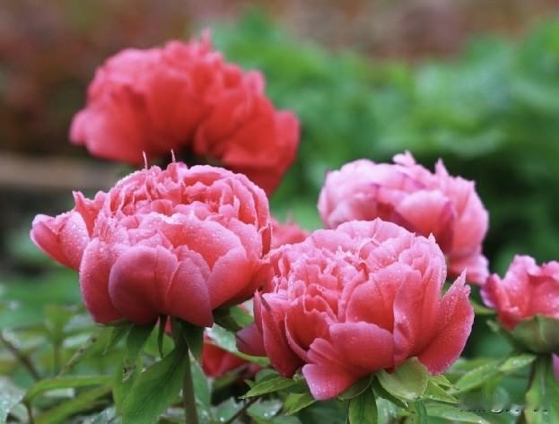 如何拍摄出花朵的细节呢?
四月的牡丹，国色天香。