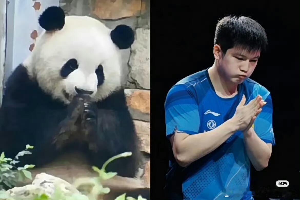 樊振东和大熊猫一模一样啊 