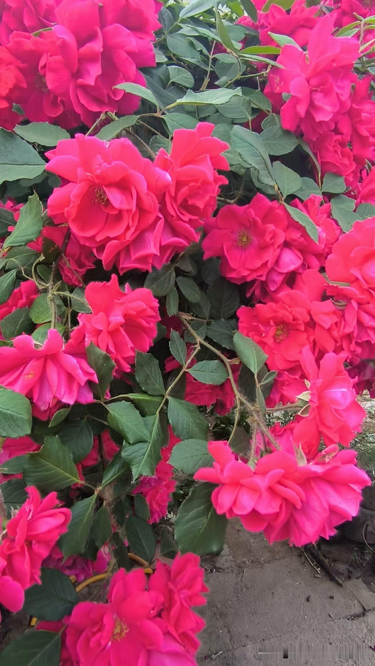 院子里的鲜花