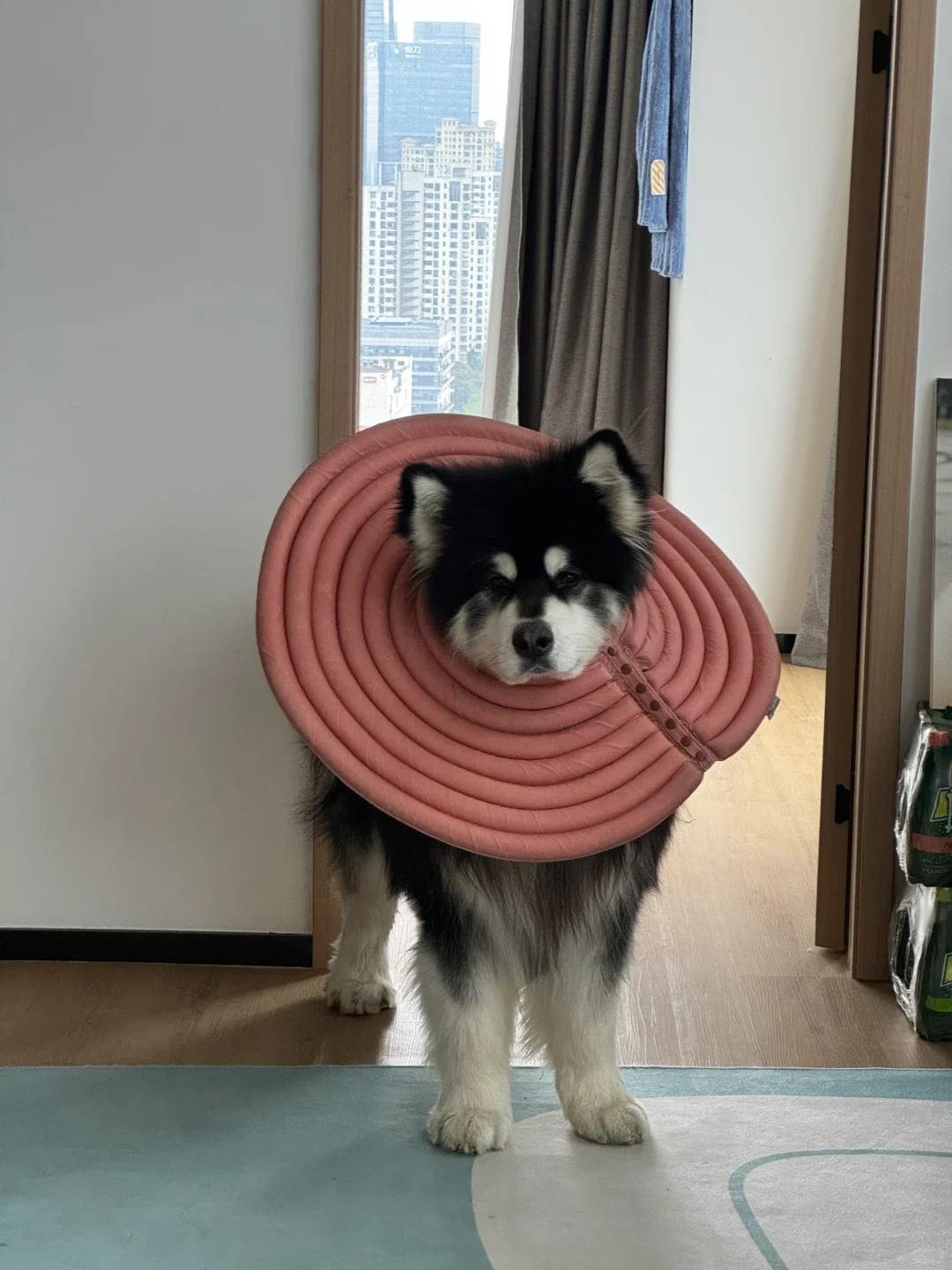 你不带我一起吗？🥹