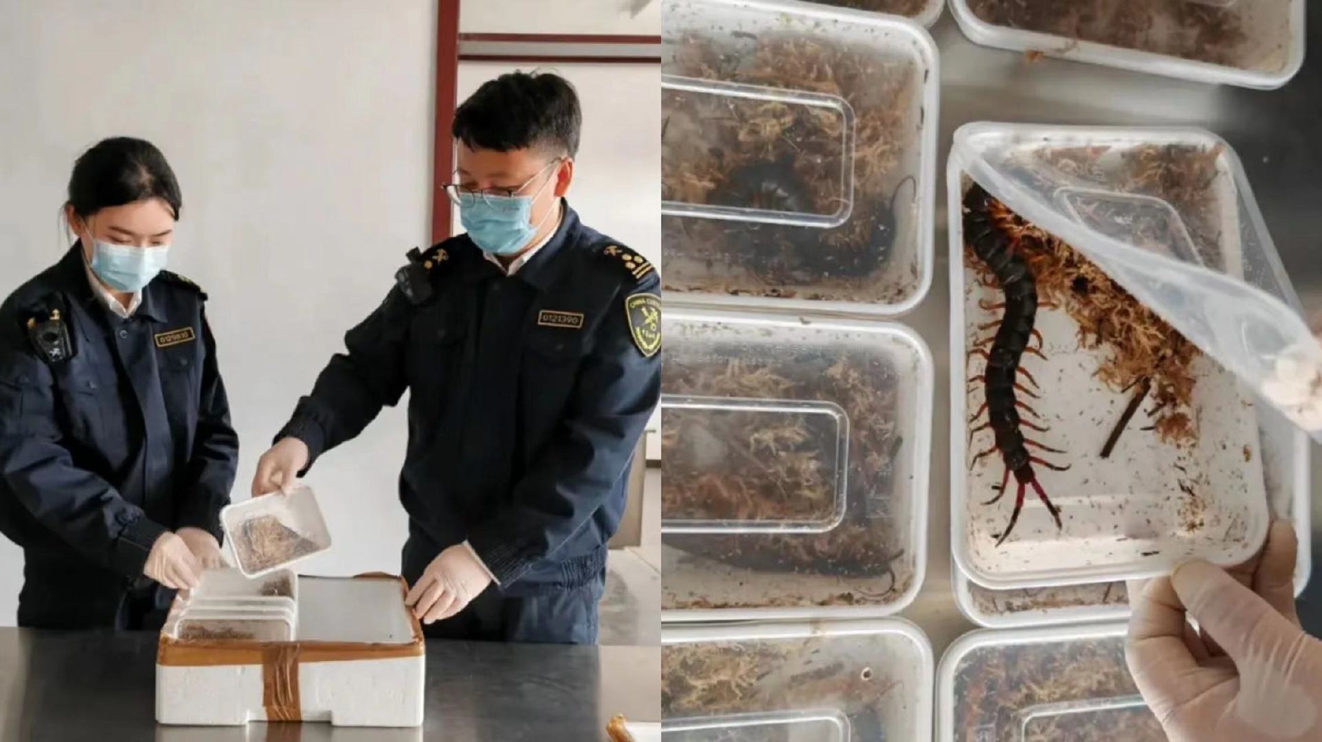 海关查获10只活体巨人蜈蚣 加拉帕戈斯巨人蜈蚣成年体长可达45cm，毒液可致过敏