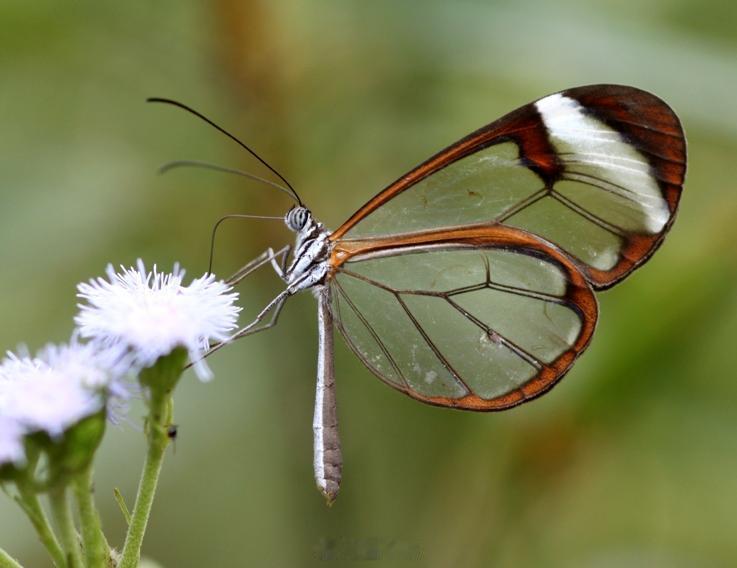 发现一种透明翅膀的玻璃蛱蝶（glasswing butterfly），真好看啊 