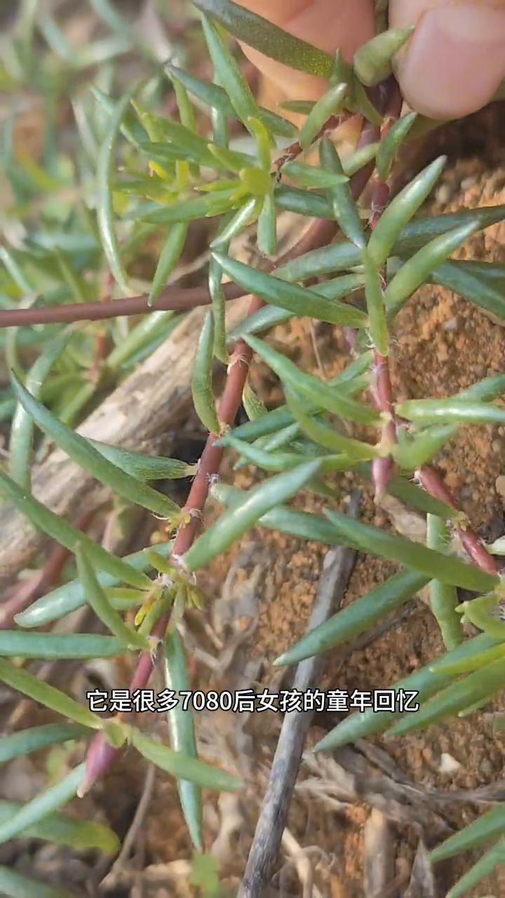 太阳花。
请注意看，它是很多70、80后女孩的童年回忆。现在去一株难求，你家乡还