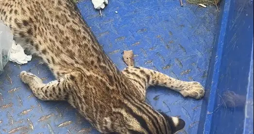 广东惠州一豹猫疑似中毒，抢救无效死亡，野生动物保护部门：尸体已做无害化处理
