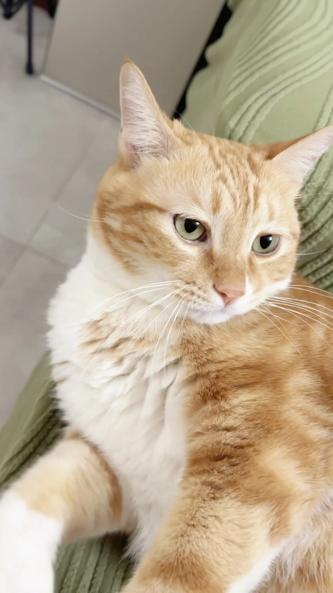 泥嚎！我是四川猫